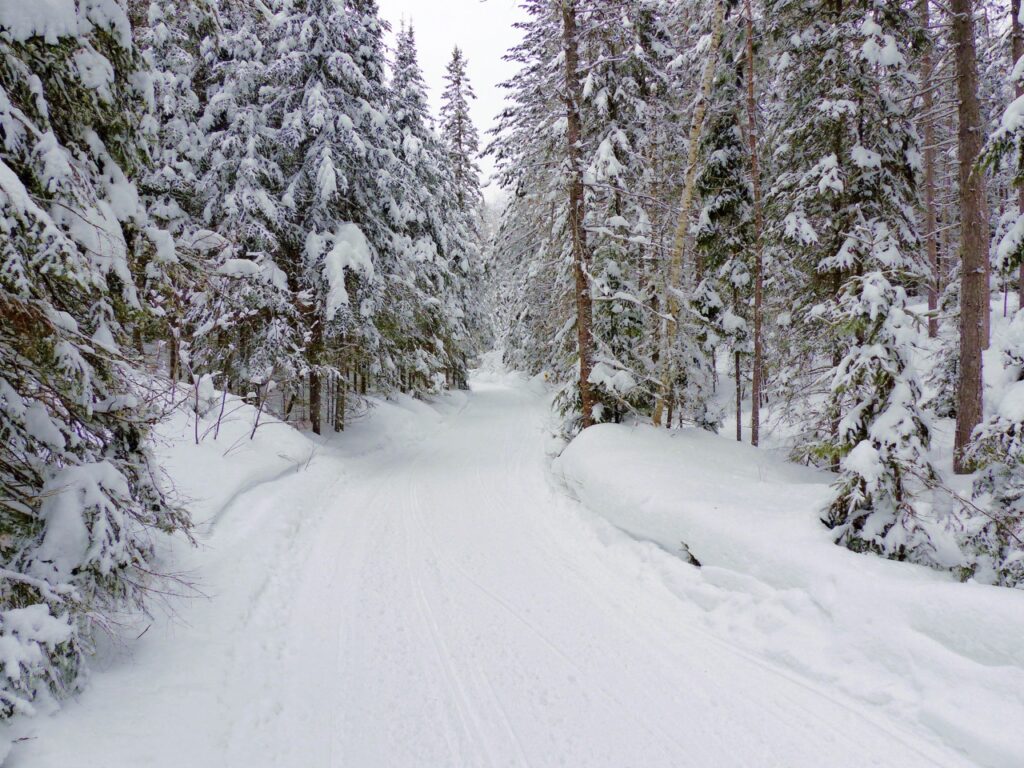 empty trail. snowy evergreens near Sundridge Ontario